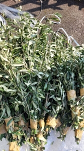 Gałązki oliwne na Niedzielę Palmową, dla dzieci, do kościoła